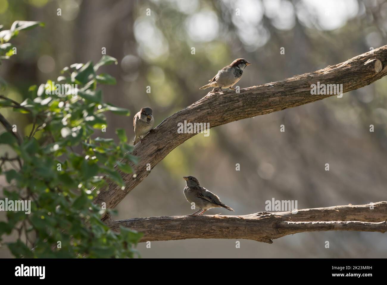 Deux moineaux de maison mâles, Passer domesticus, et un moineau de maison femelle interagissant dans un lilas en Iowa, le matin d'été avec fond de bokeh Banque D'Images