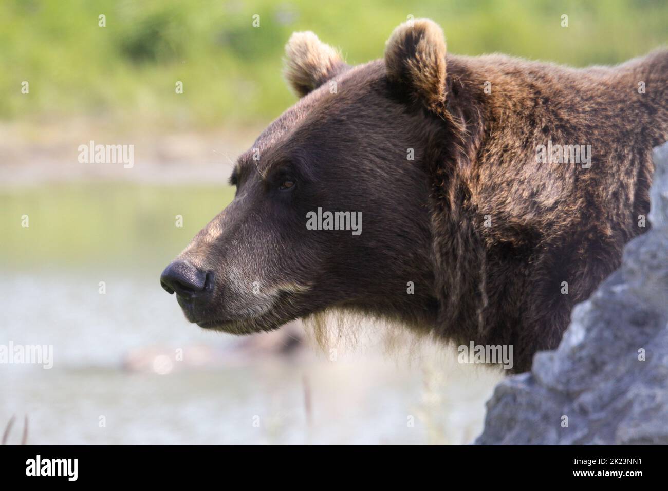 Parc animalier de l'ours grizzli Homer, Alaska Banque D'Images