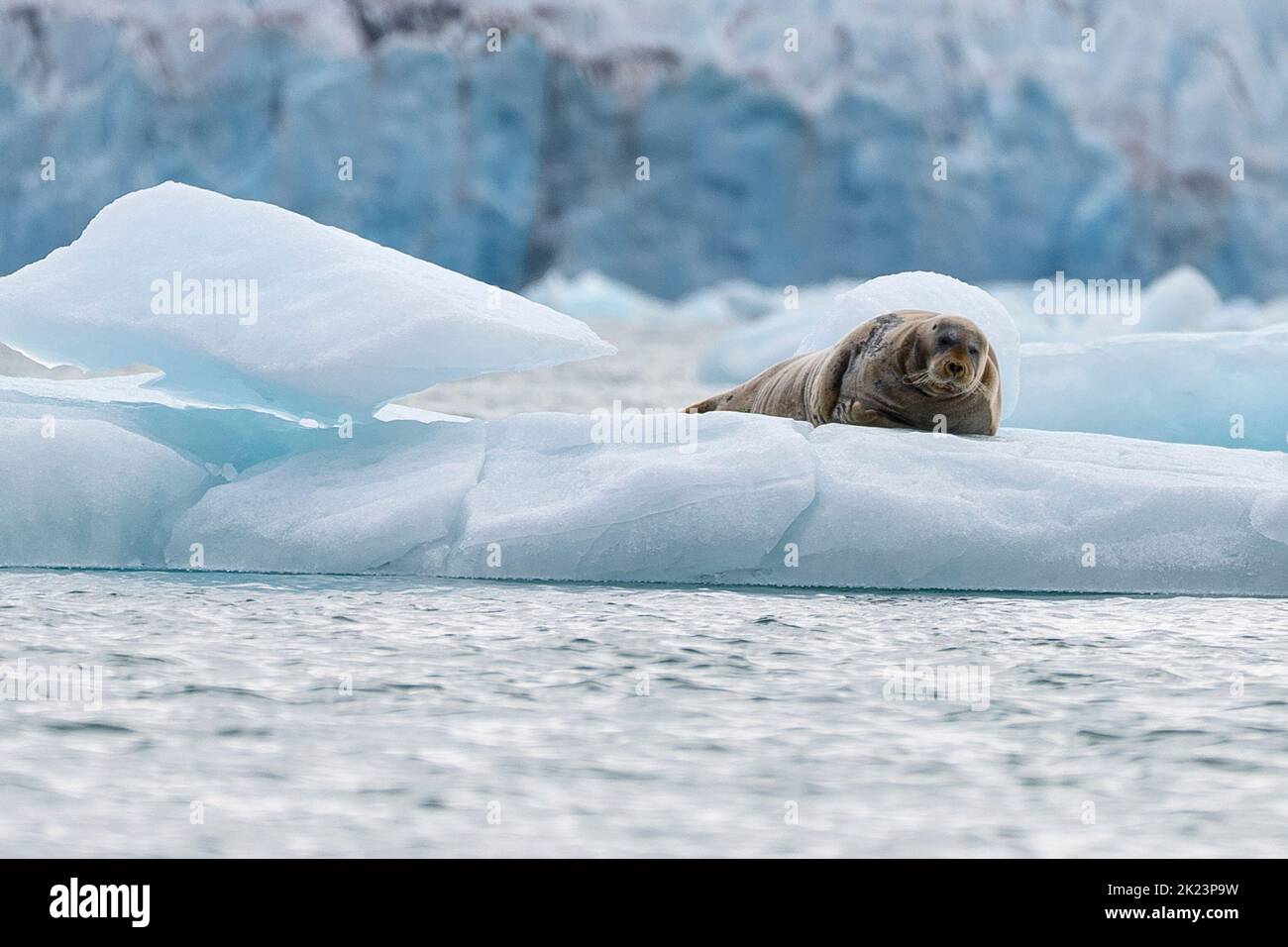 Phoque barbu (Erignathus barbatus) reposant sur la banquise ce phoque solitaire préfère les eaux peu profondes couvertes de banquise. Il voyage de façon saisonnière, souvent cardans Banque D'Images