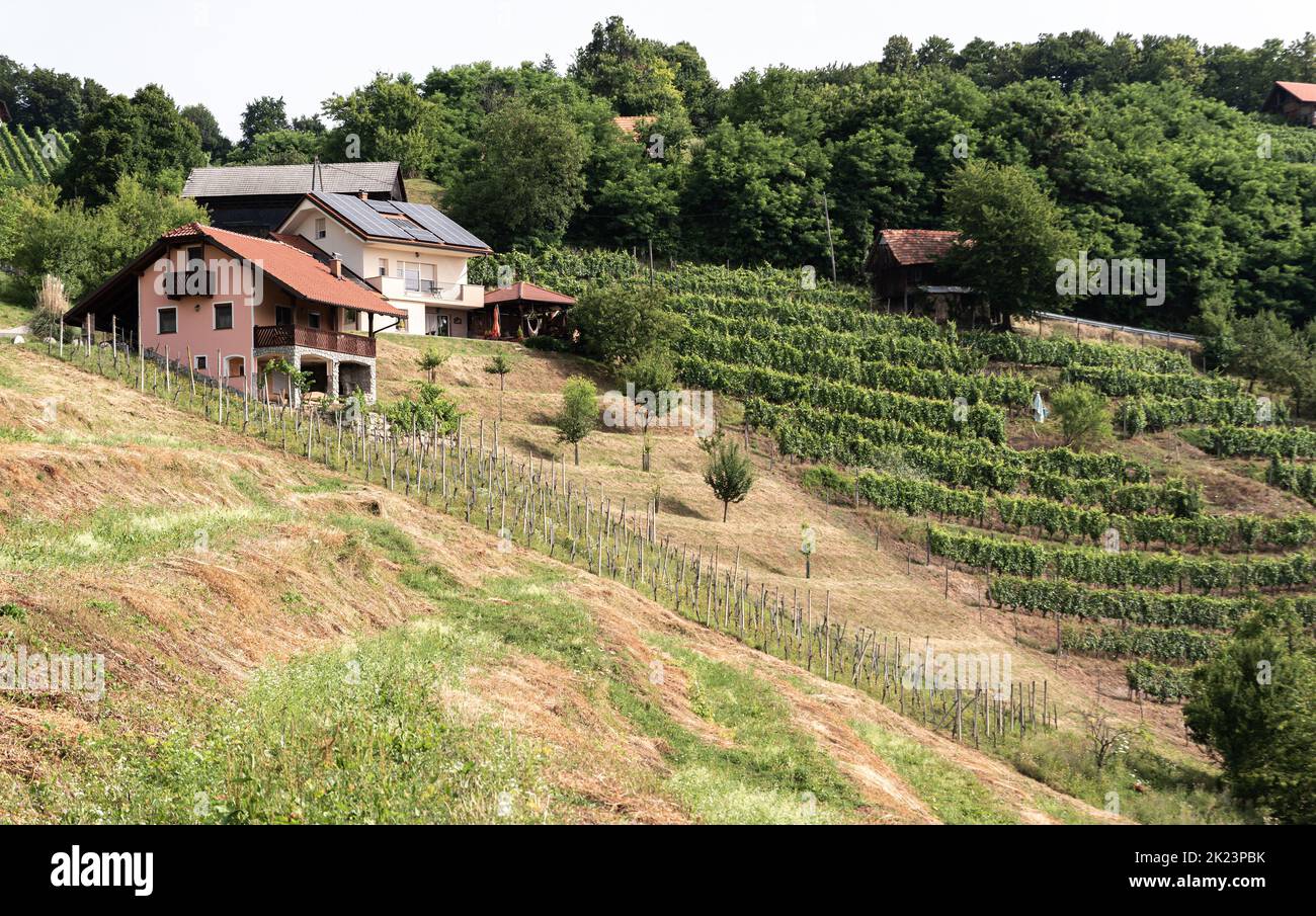 Krsko, Slovénie - 13 juillet 2021 : vignoble à flanc de colline. Plantation de Grapevine en Slovénie. Mûrissement des raisins sur la colline. Banque D'Images