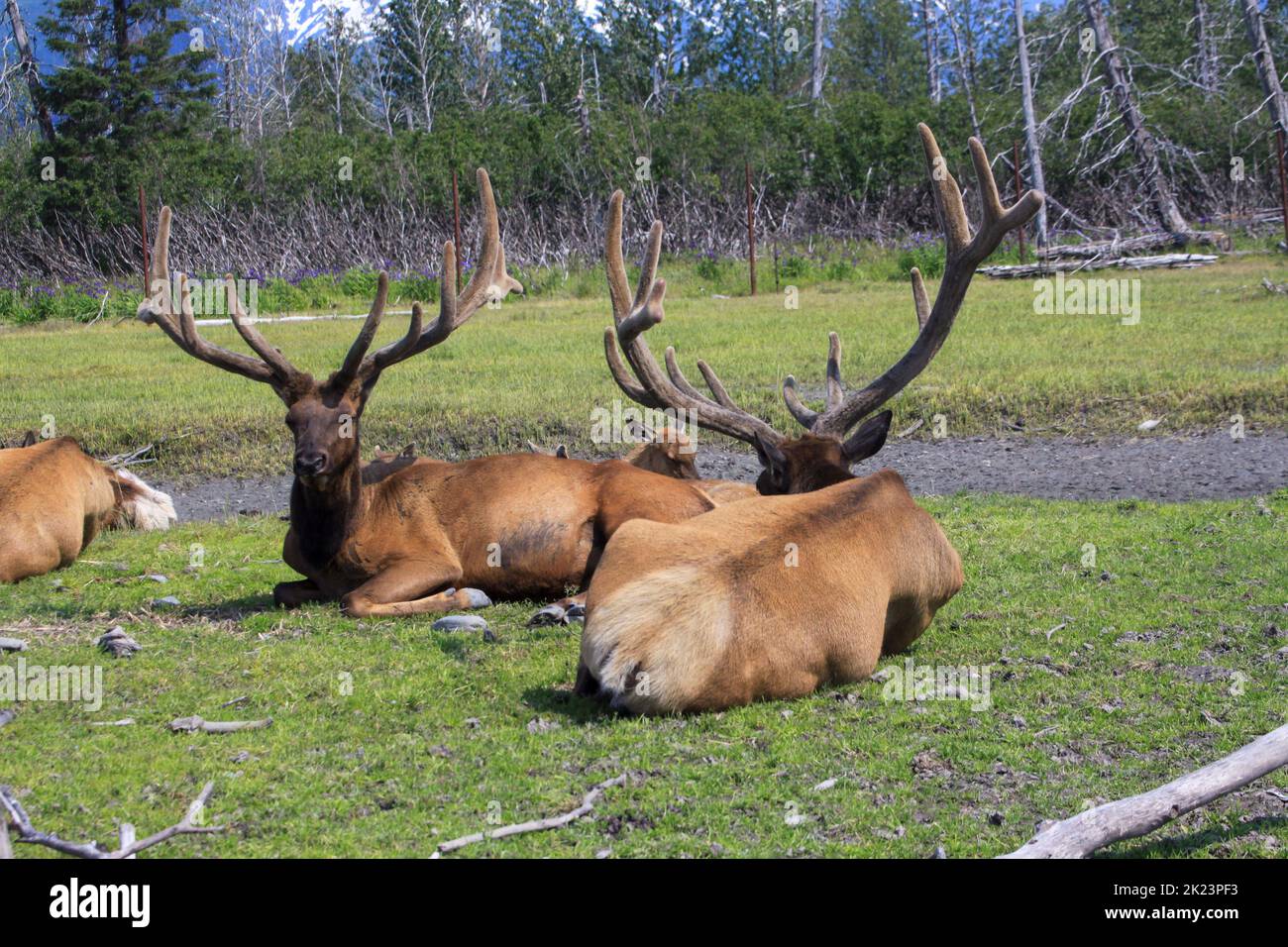 Une harde de caribous (Rangifer tarandus), parc national de Katmai, péninsule de Katmai, Alaska Banque D'Images