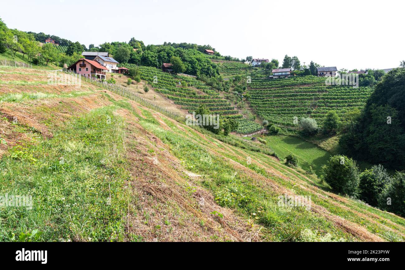 Krsko, Slovénie - 13 juillet 2021 : vignoble à flanc de colline. Plantation de Grapevine en Slovénie. Mûrissement des raisins sur la colline. Banque D'Images