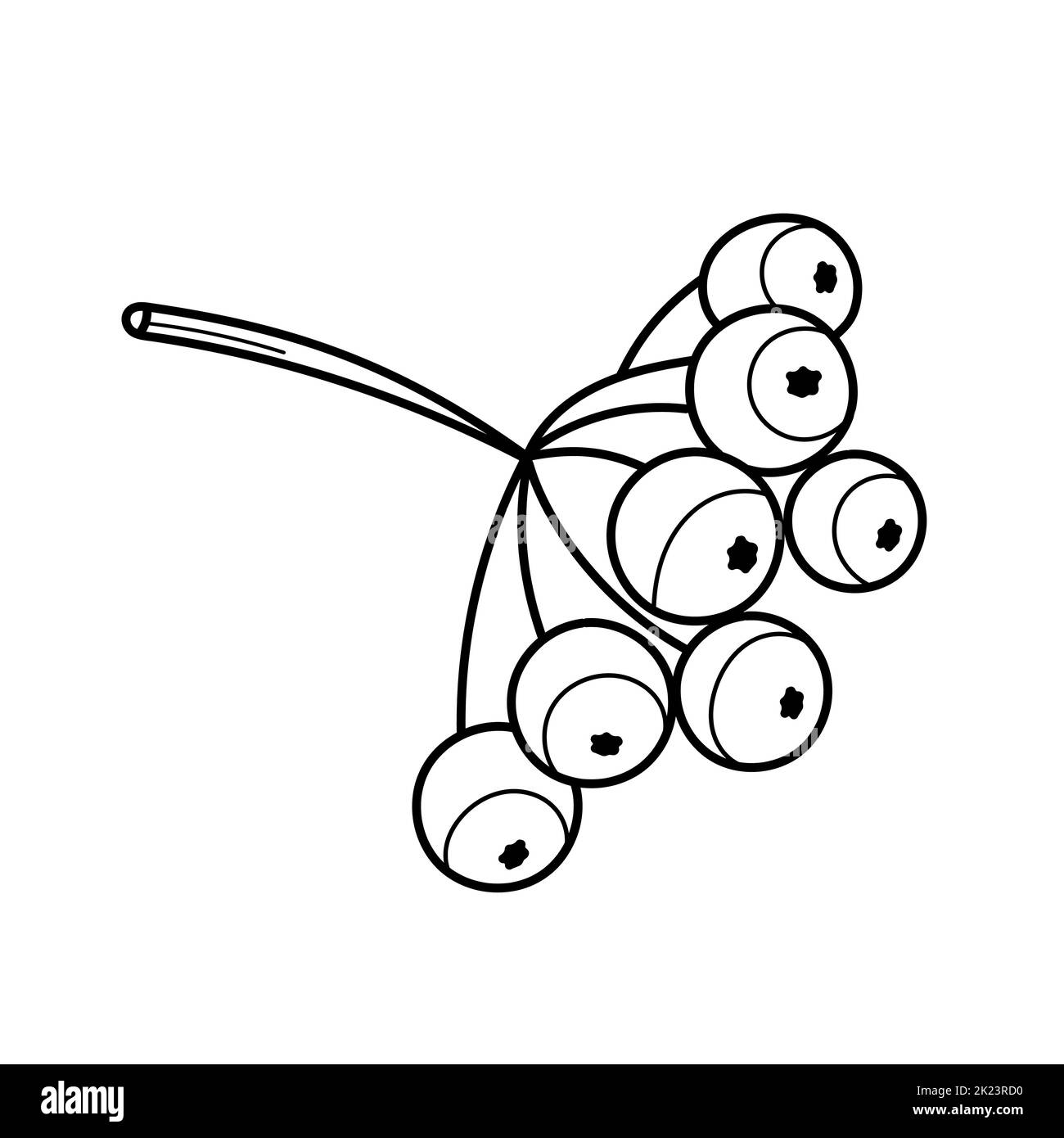 Branche d'arbre de Rowan avec baies. Illustration vectorielle isolée sur fond blanc. Livre de coloriage Illustration de Vecteur