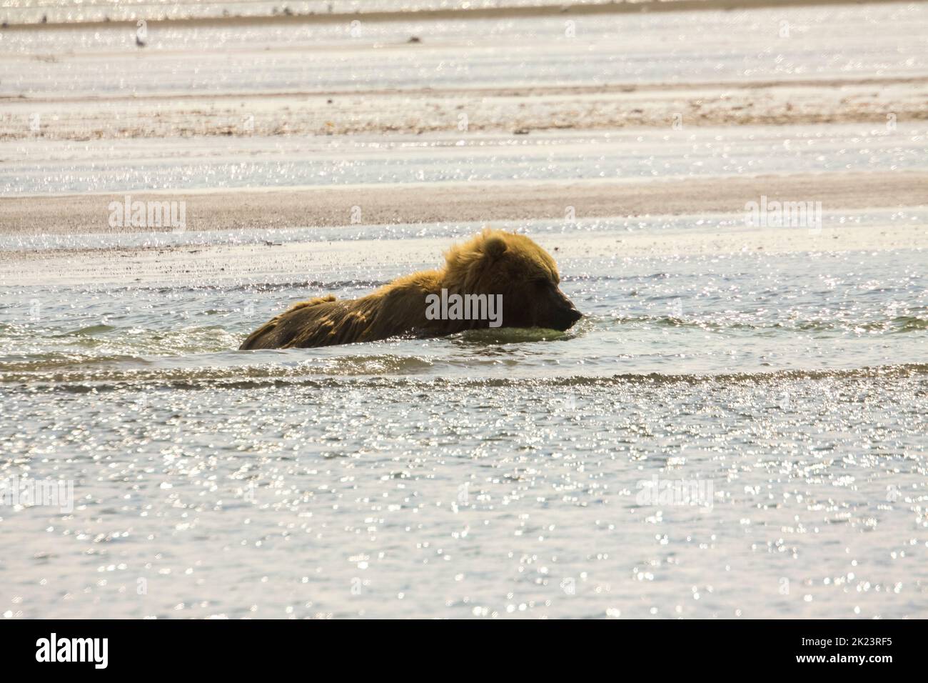 Ours grizzli juvénile alias Ours brun (Ursus arctos) éclabousse dans l'eau dans le parc national de Katmai à distance observation guidée des ours sauvages au Katmai National Banque D'Images