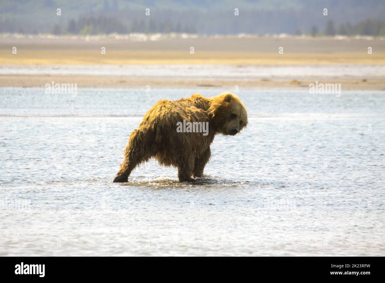 Ours grizzli juvénile alias Ours brun (Ursus arctos) éclabousse dans l'eau dans le parc national de Katmai à distance observation guidée des ours sauvages au Katmai National Banque D'Images