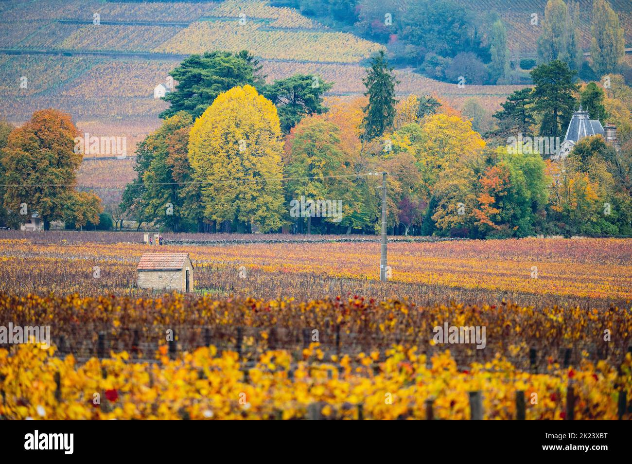 Vignobles en Bourgogne, France. Couleurs d'automne Banque D'Images Vignobles en Bourgogne, France. Couleurs d'automne Banque D'Images