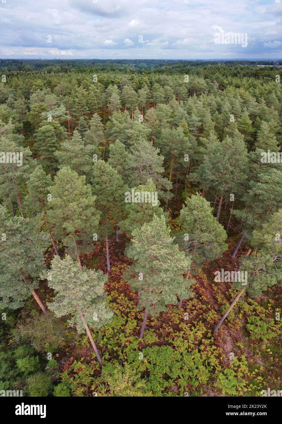Plantation de PIN écossais - Pinus sylvestris Banque D'Images