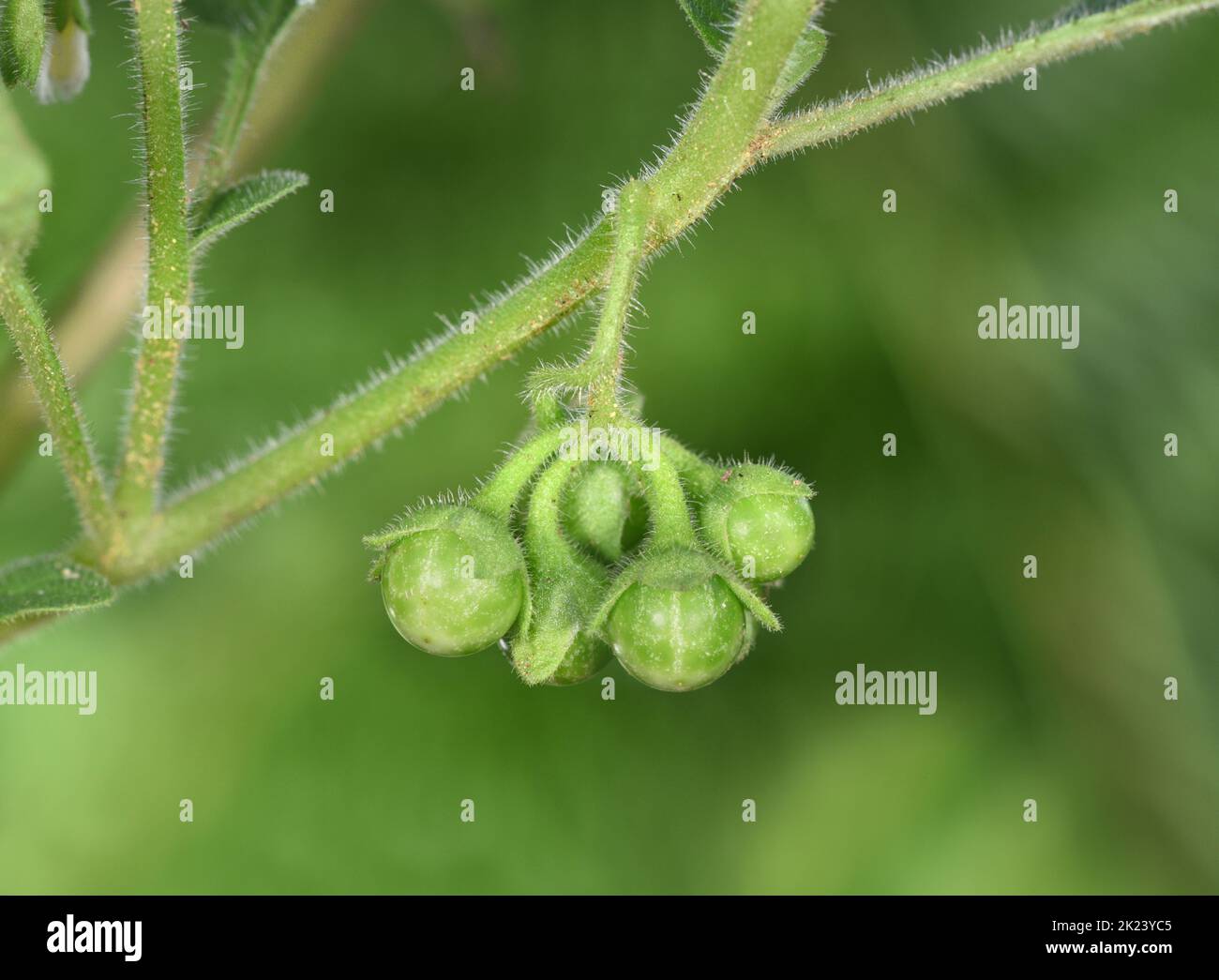 Vert nuit - Solanum nitidibaccatum Banque D'Images