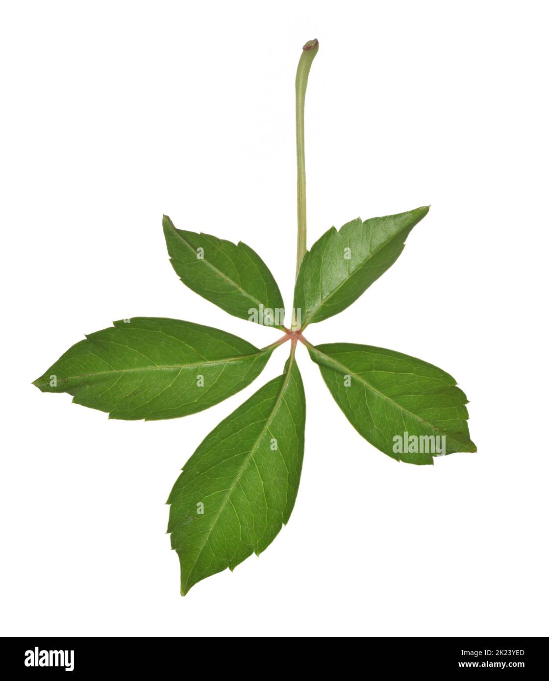 Virginia-super-réducteur - Parthenocissus quinquefolia Banque D'Images
