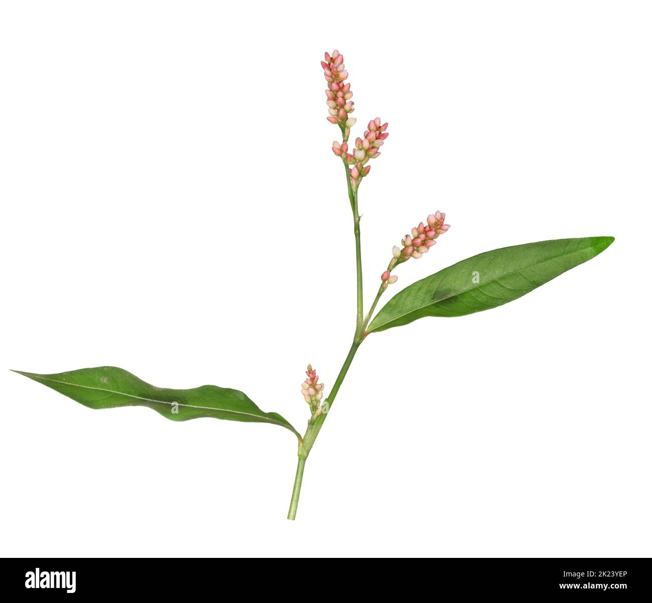 Persicaria maculosa - Banque D'Images