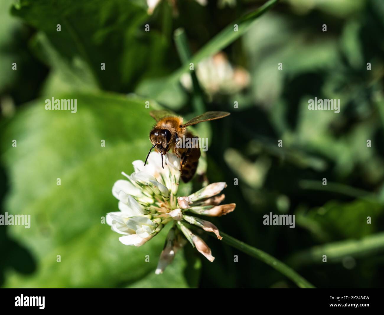 Une abeille occidentale, APIS mellifera, boit du trèfle blanc dans une petite prairie de l'ouest du Wisconsin. Banque D'Images