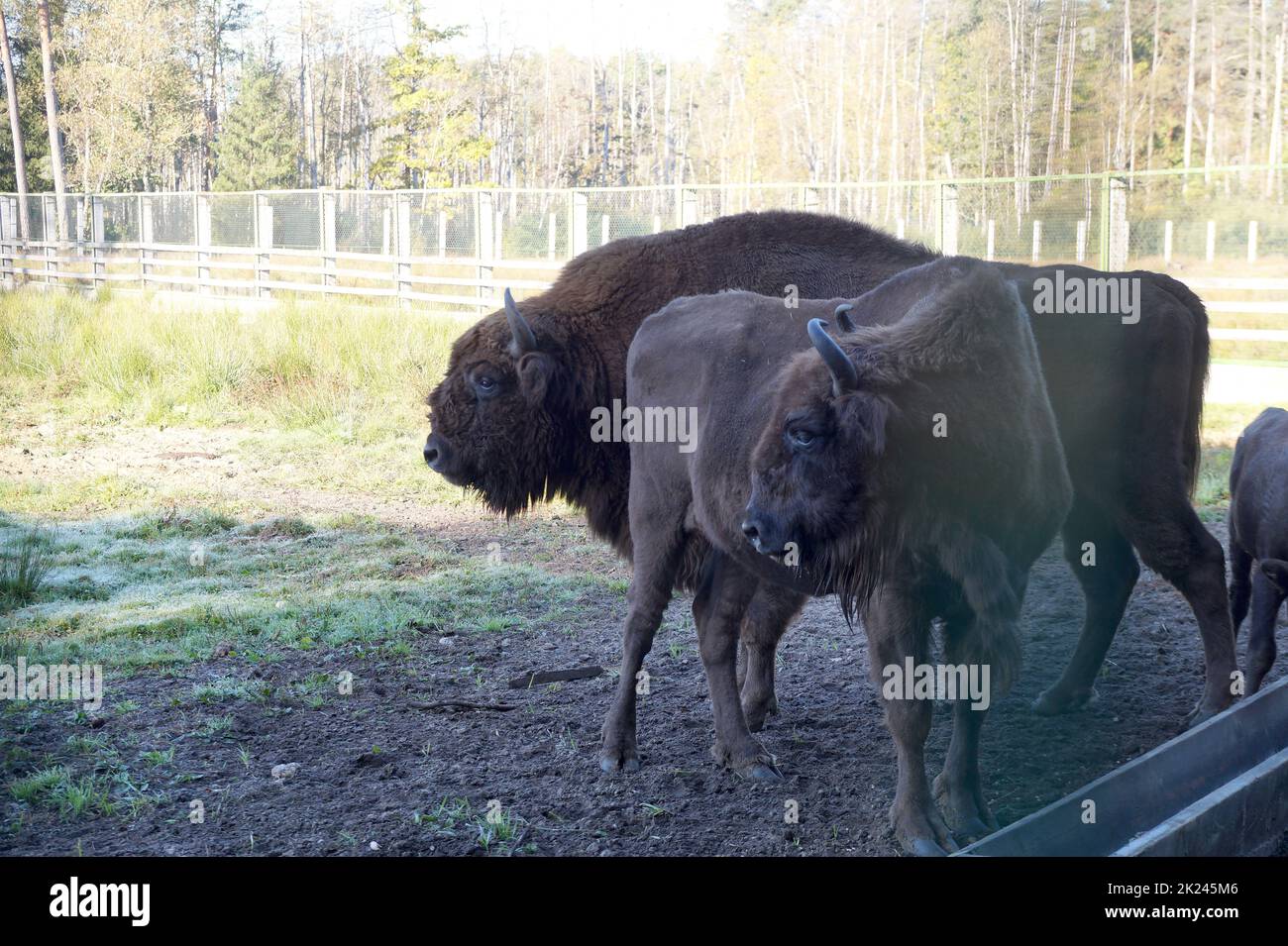 Dans la réserve de bisons des forêts denses de Belovezhskaya en Biélorussie Banque D'Images