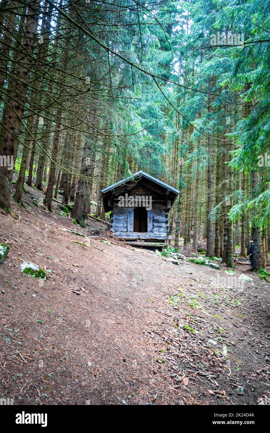 Petite cabine en bois abandonnée dans une forêt de sapins sombres Banque D'Images