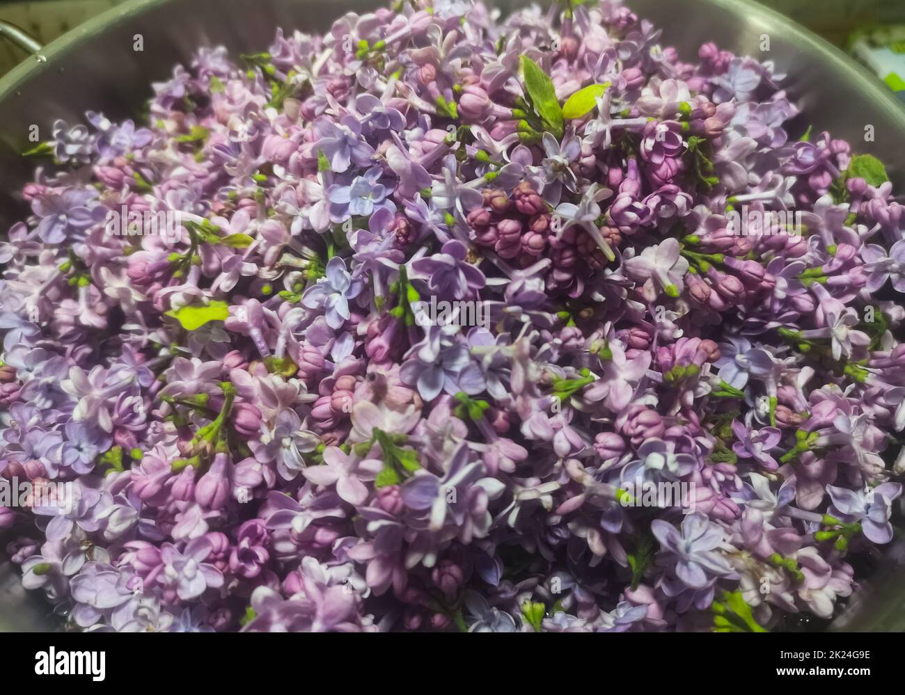 beaucoup de fleurs de lilas fraîches recueillies pour un jus de sirup Banque D'Images