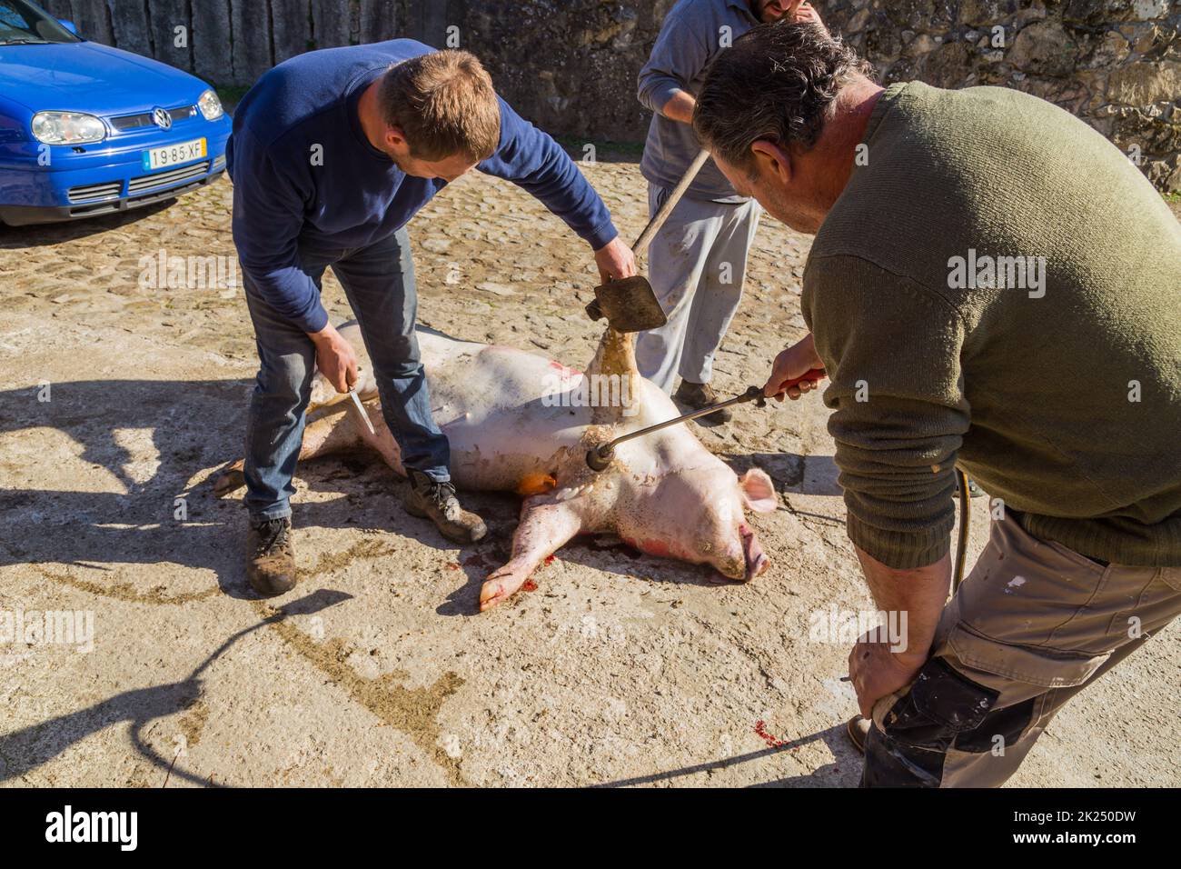 PAREDES DE COURA, PORTUGAL - 07 MARS 2022 : boucher tué cochon pour une ancienne cérémonie traditionnelle dans le nord du Portugal Banque D'Images