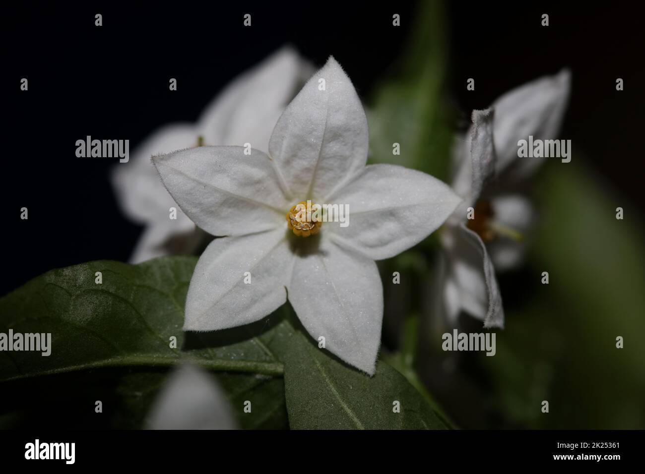 Fleur d'été blanche gros plan famille solanum laxum solanaceae fond botanique haute qualité grand format imprimé Banque D'Images