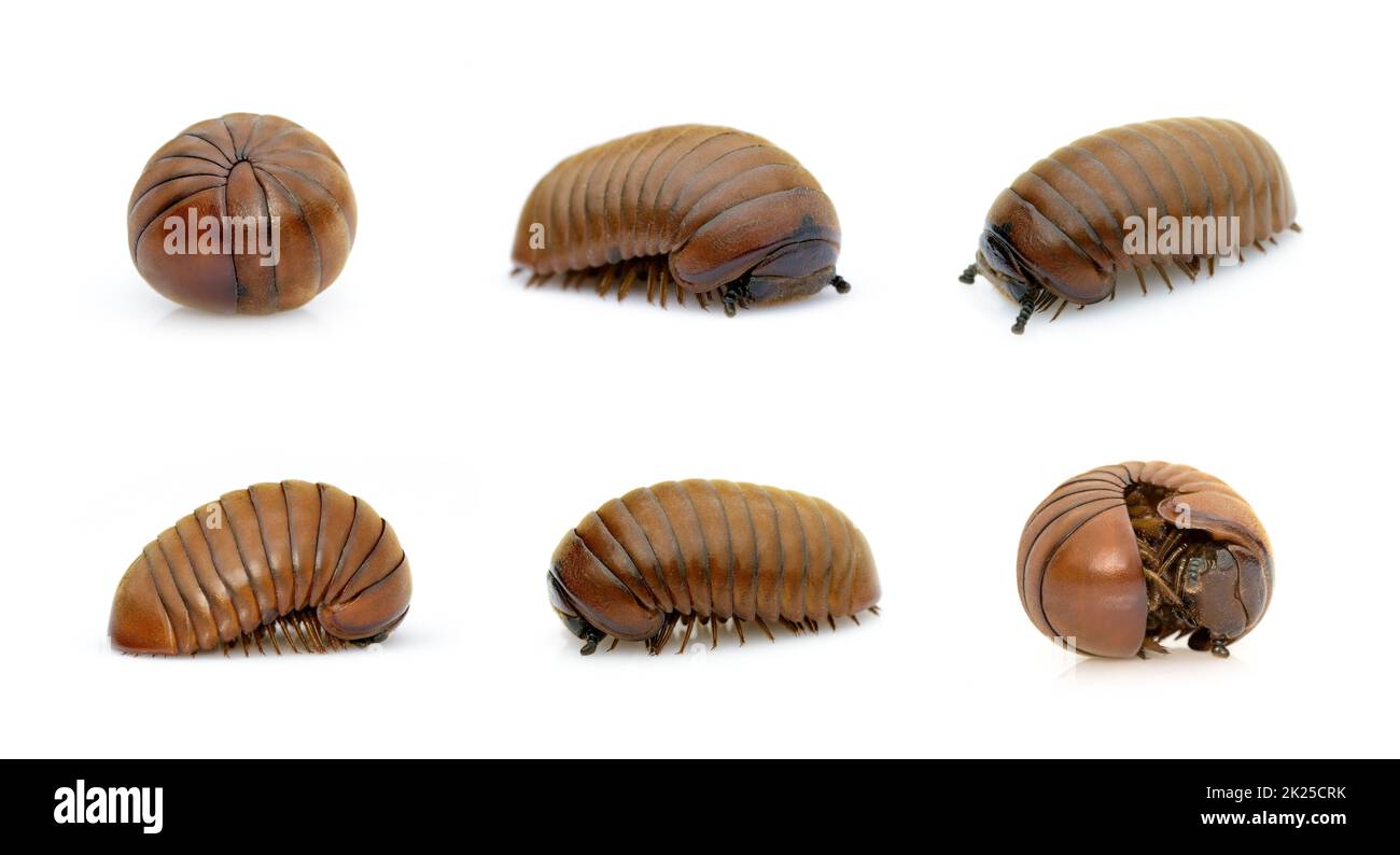 Groupe de vers millipèdes de pilule (Oniscomorpha) isolé sur fond blanc. Glomerida. Insecte. Animal. Banque D'Images Groupe de vers millipèdes de pilule (Oniscomorpha) isolé sur fond blanc. Glomerida. Insecte. Animal. Banque D'Images