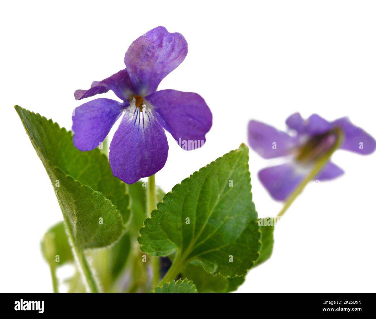 gros plan d'un violet parfumé Banque D'Images