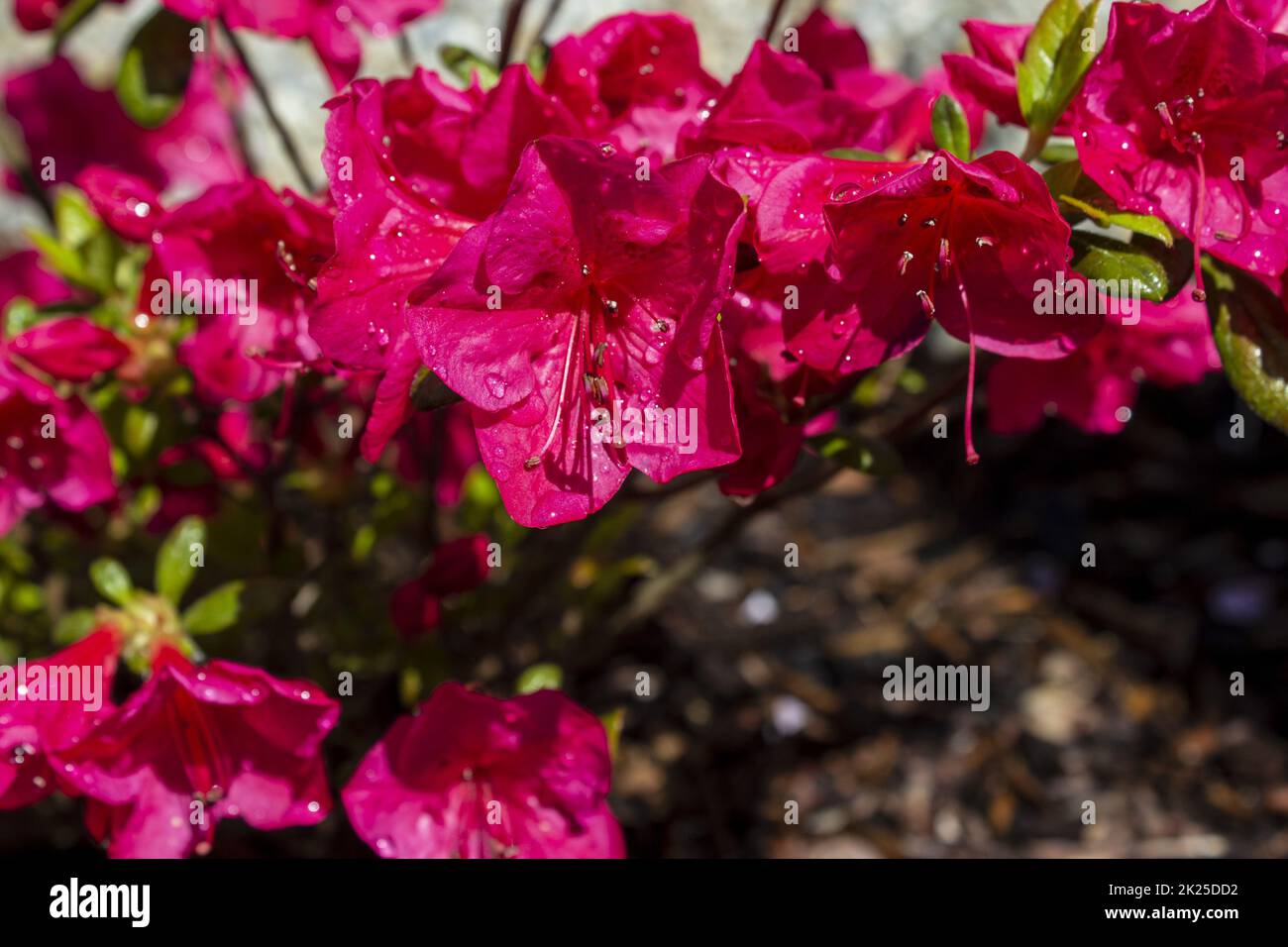 Azalea japonica rose sur un jardin avec des gouttes de rosée Banque D'Images