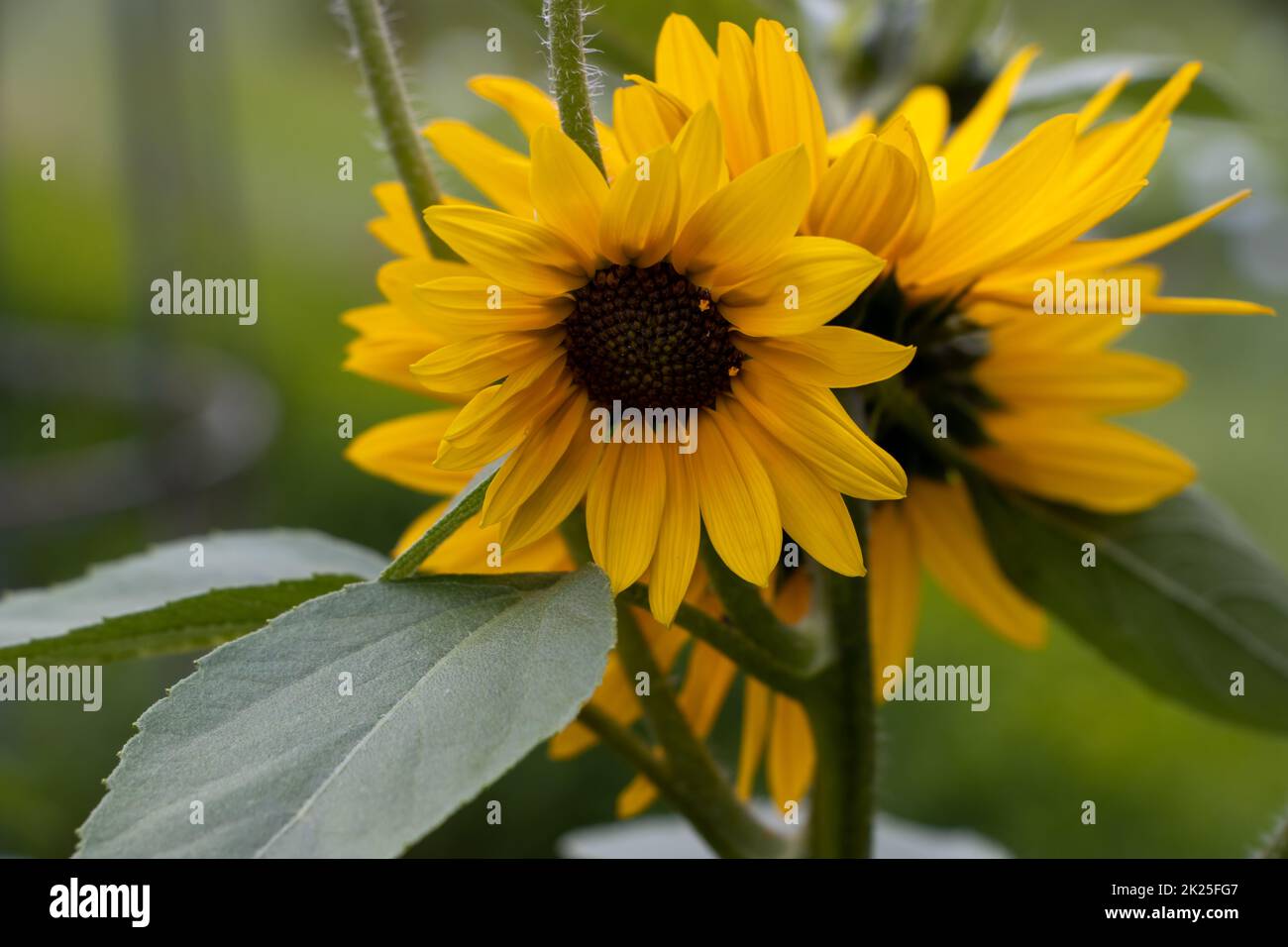 Beau tournesol jaune dans un jardin Banque D'Images