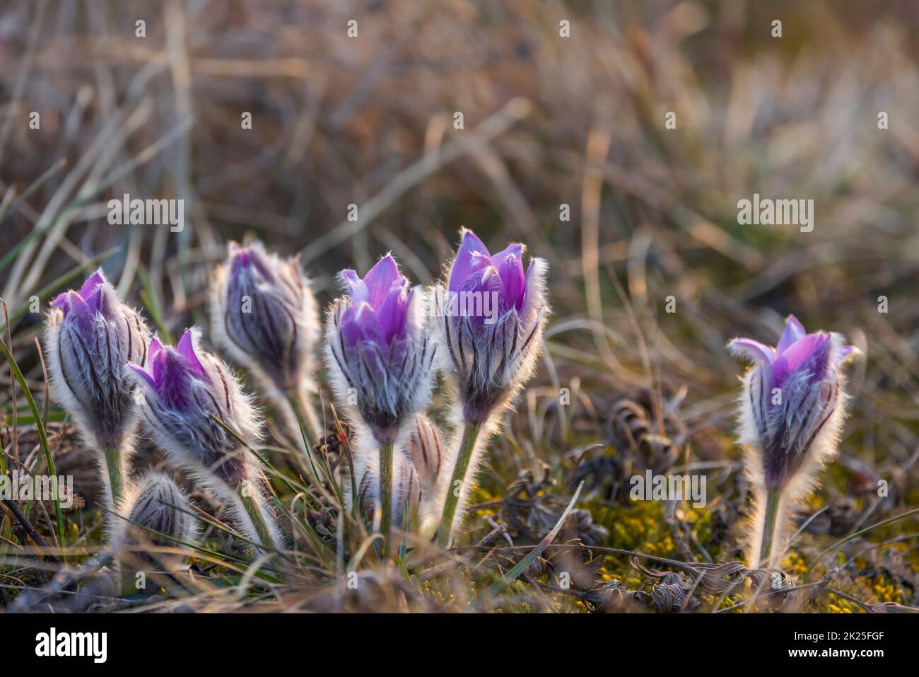 Pasque Flower, Parc National Podyji, Moravie Du Sud, République Tchèque Banque D'Images