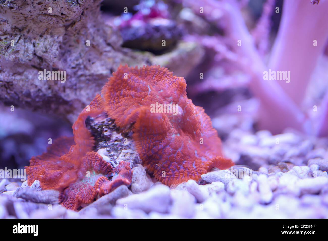 Un disque d'anémone sur un petit morceau de pierre dans l'aquarium d'eau salée. Banque D'Images