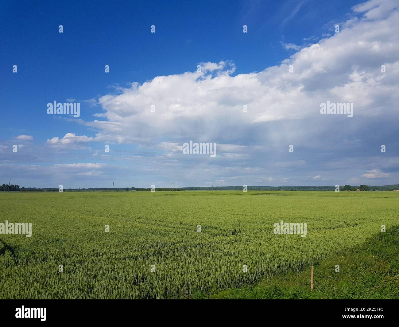 Magnifique paysage d'une terre verte herbacée sous un ciel nuageux ciel Banque D'Images