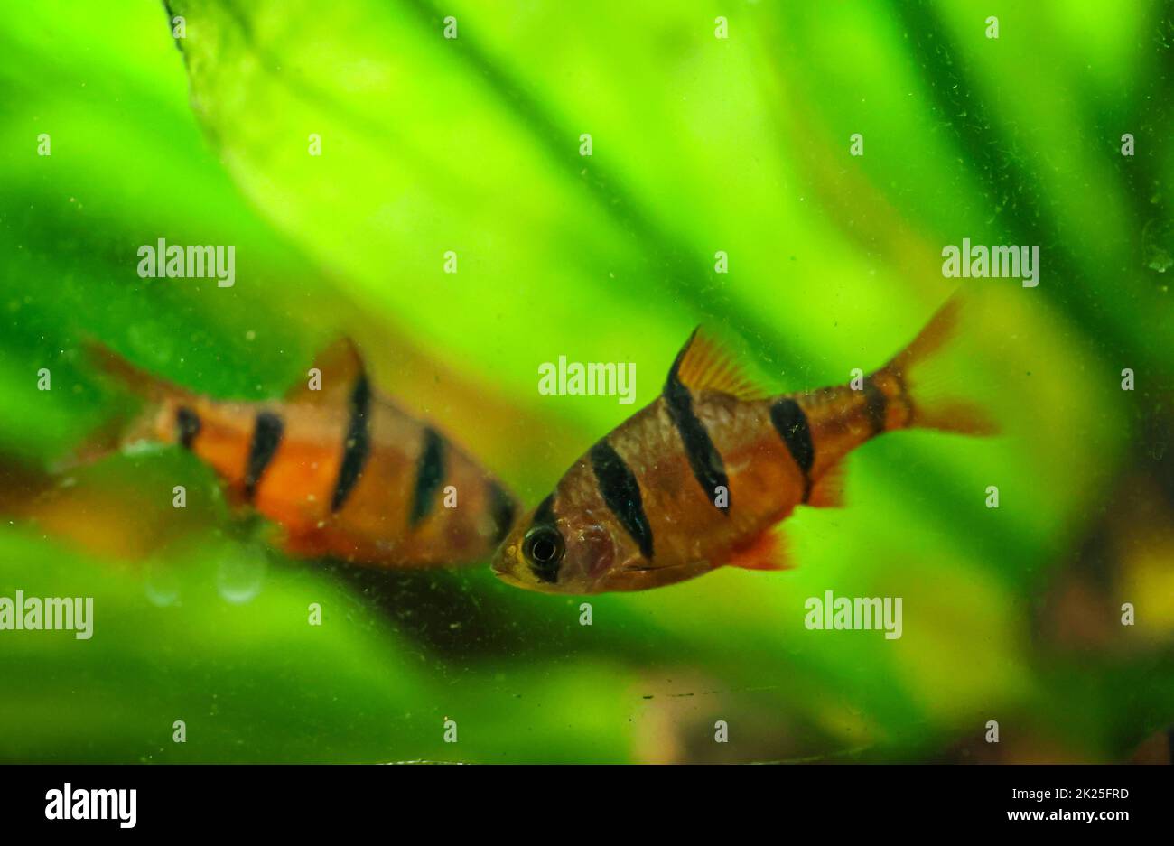 Une barbe à cinq ceintures dans un auqaurium. Ils appartiennent au groupe de poissons carpes. Banque D'Images