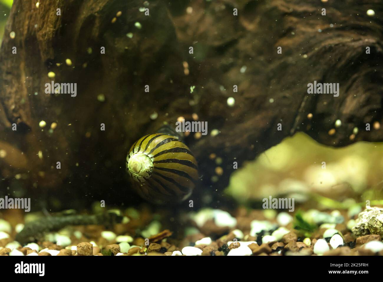 Un escargot de course dans un aquarium d'eau douce sur un morceau de bois. Banque D'Images