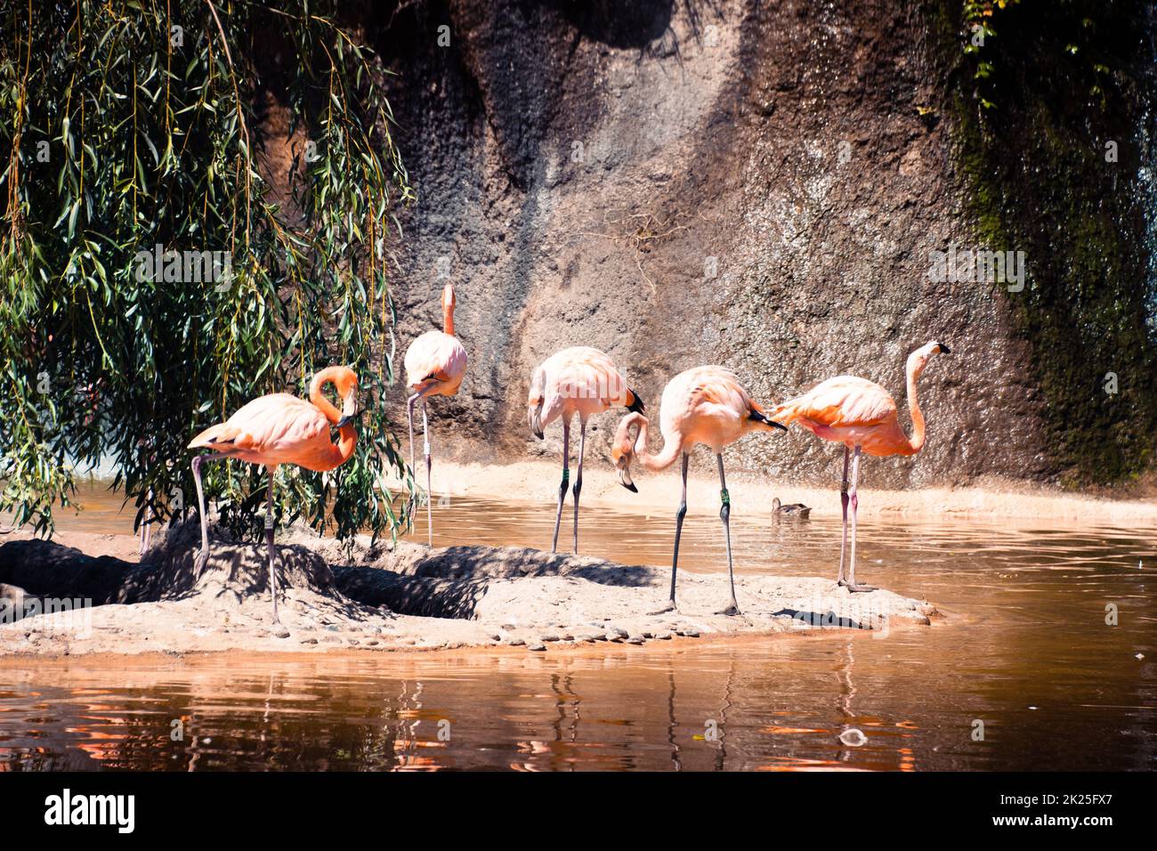 Flamant rose au zoo de Palmyre en France Banque D'Images