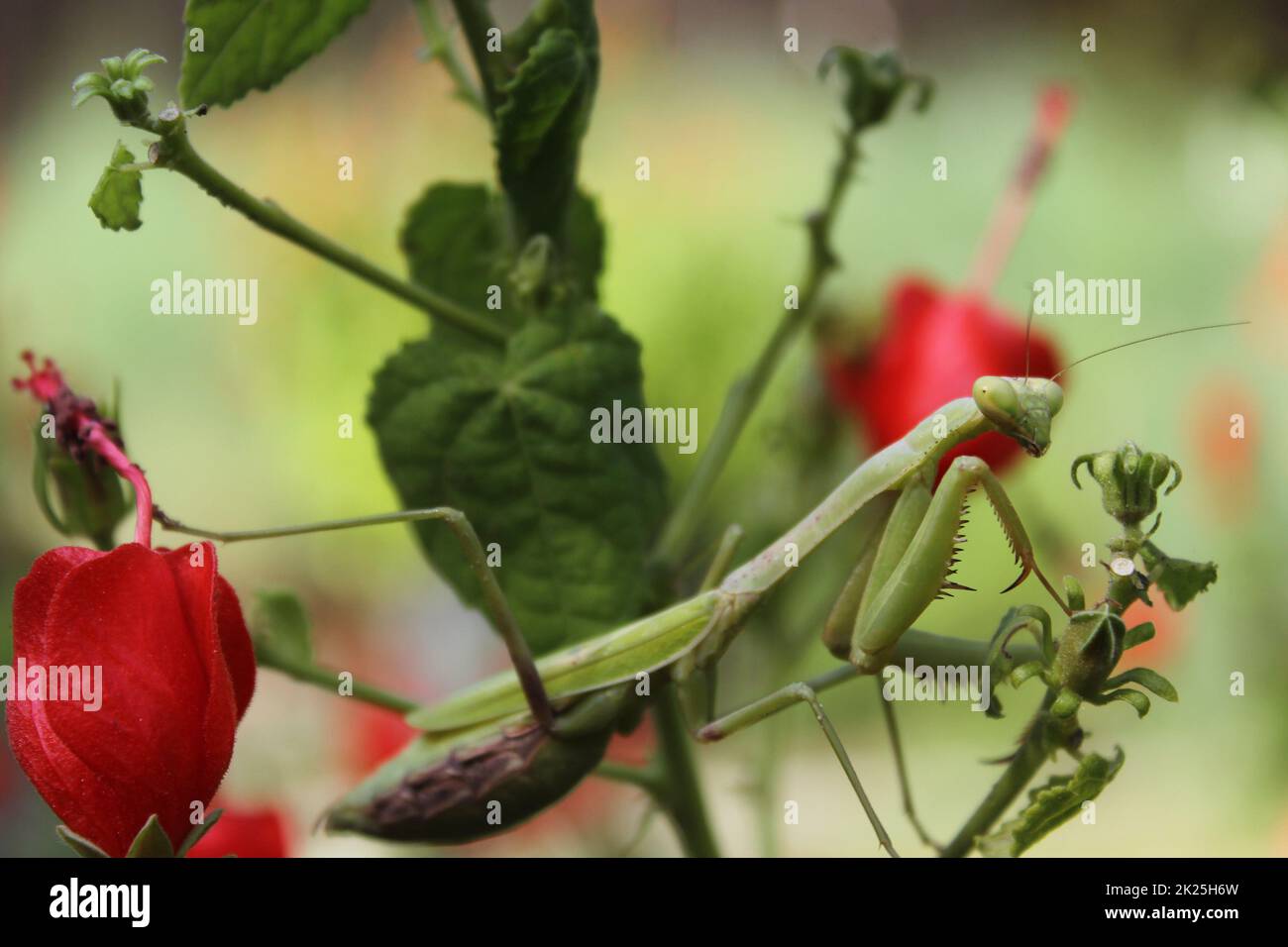 Prier Mantis sur le Bush rouge en attendant la proie Banque D'Images