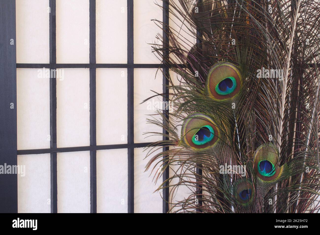 Peacock Feathers et Shoji Screen Background Closeup Banque D'Images