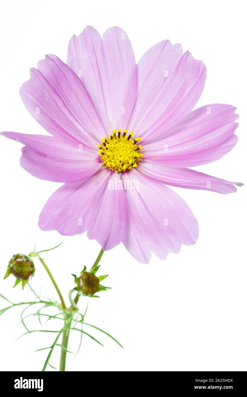 Le bipinnatus de COSMOS fleurit sur fond blanc Banque D'Images