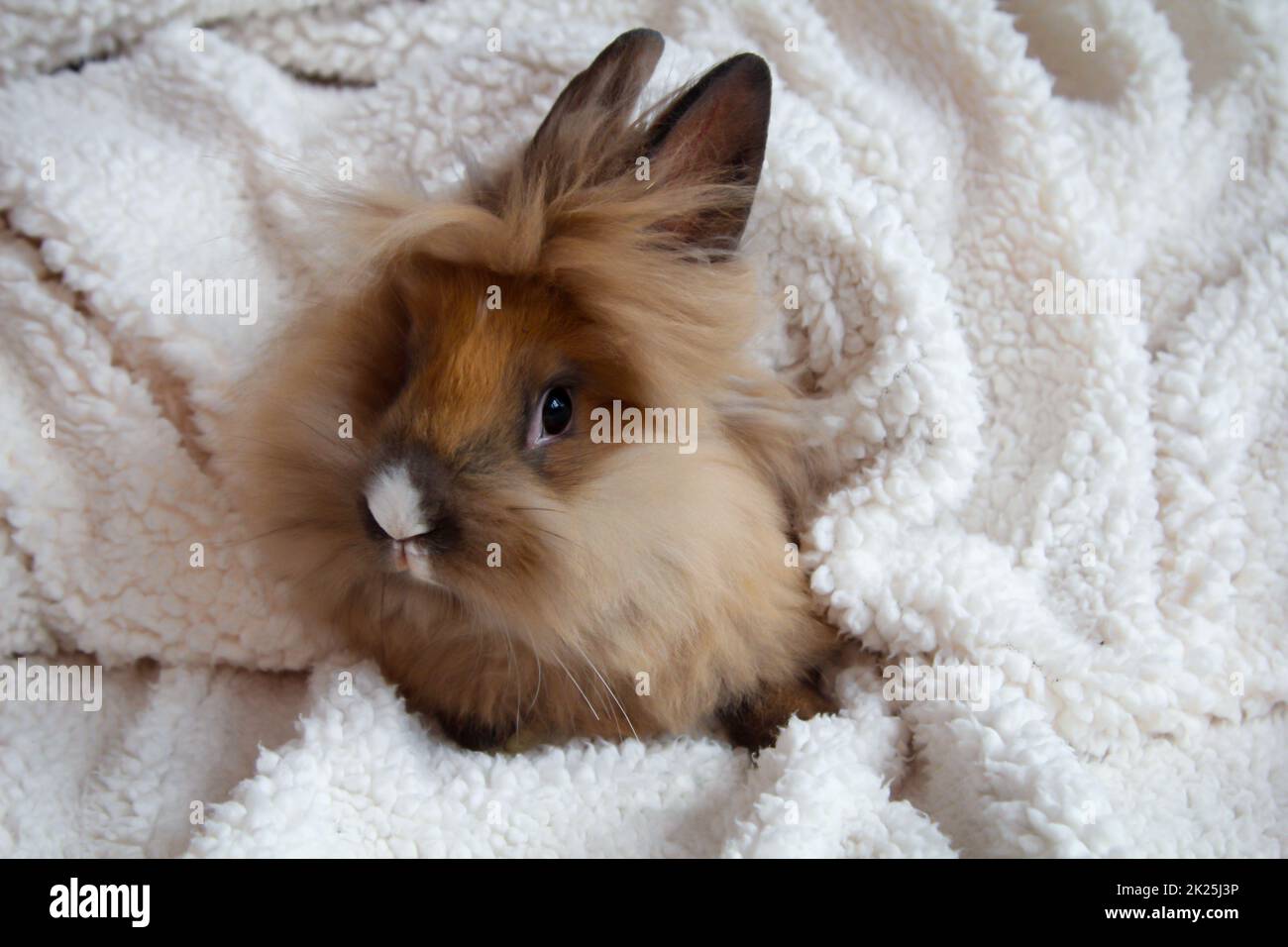 Portrait d'un petit lapin nain. Une tête de lion. Banque D'Images