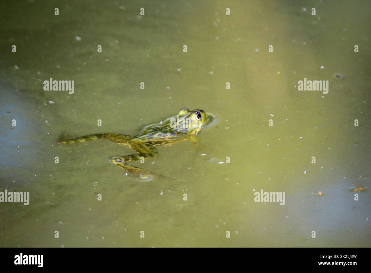 Une grenouille verte nage à travers un étang avec de l'eau verdâtre. Banque D'Images