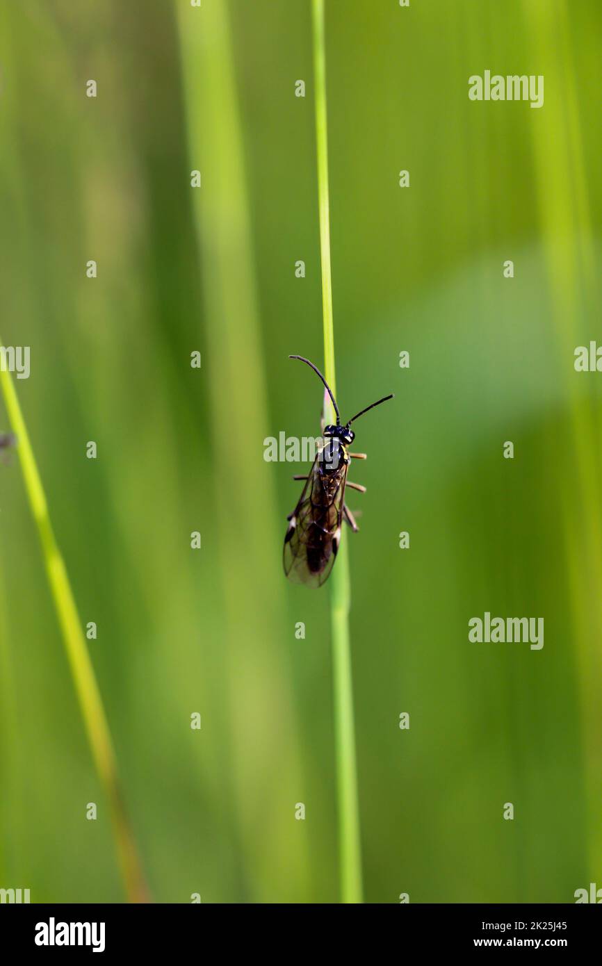 Une mouche ou un insecte de type mouche sur une plante. Banque D'Images