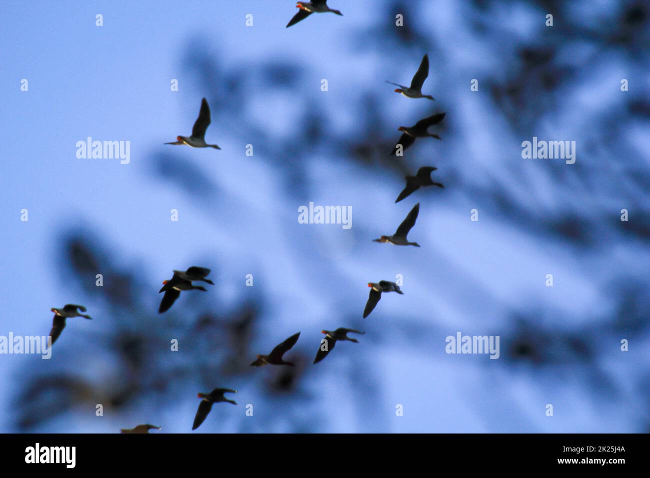 Plusieurs oies sauvages survolent une zone naturelle en automne. Banque D'Images