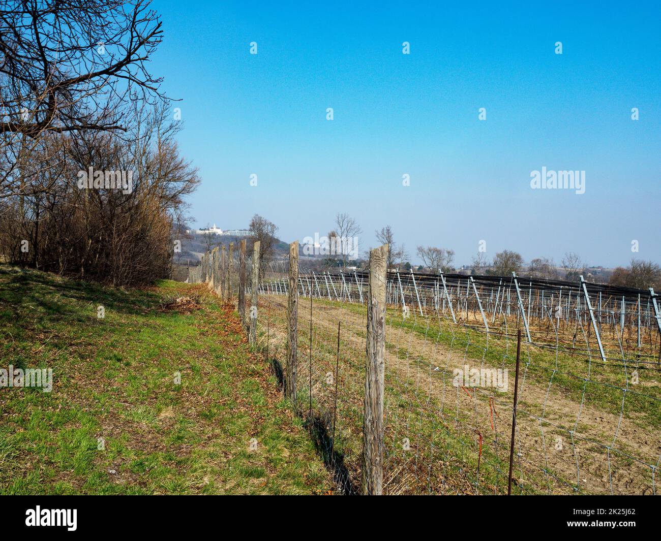 Vineyard Banque D'Images