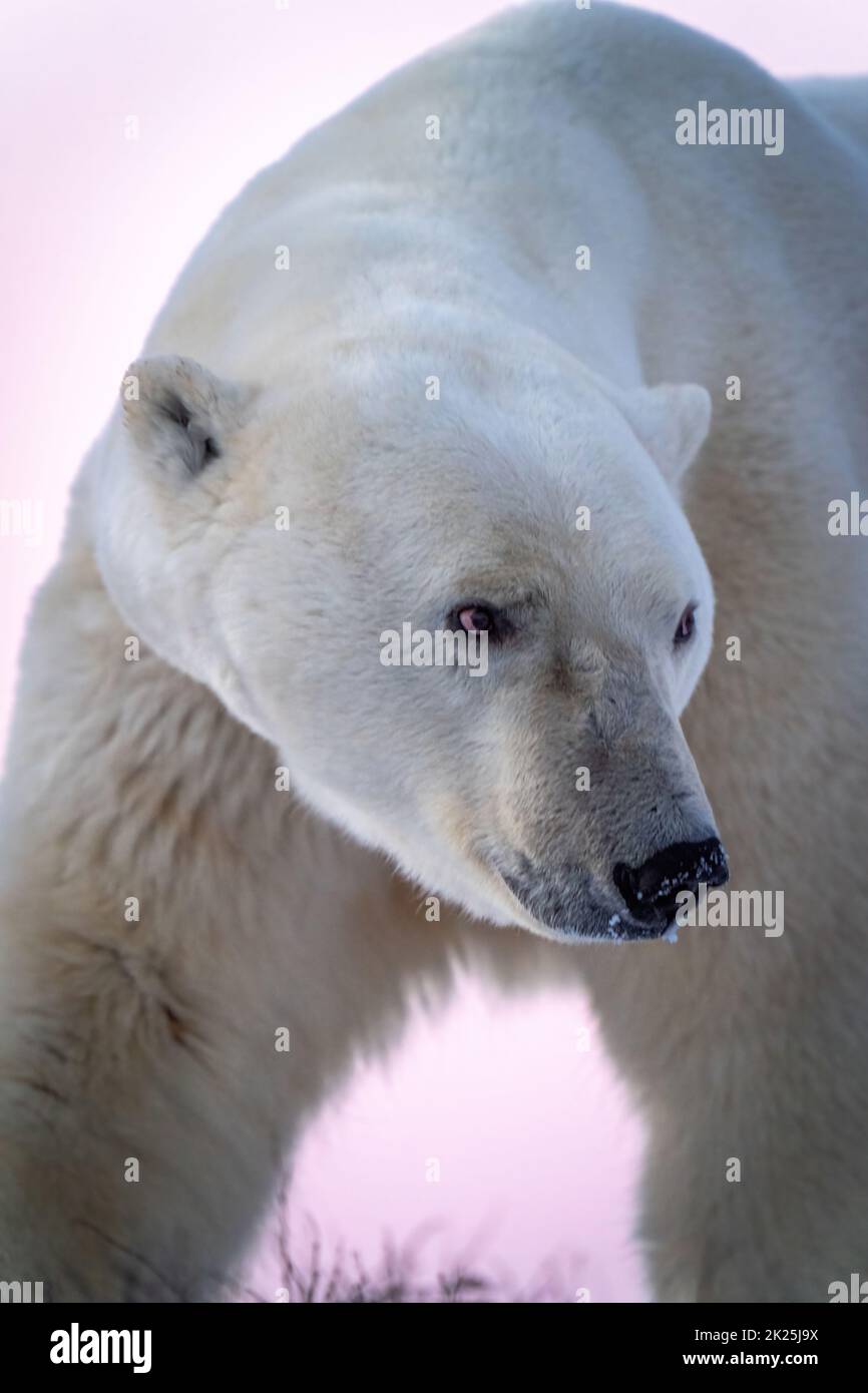 Gros plan de l'ours polaire se déplaçant vers la droite Banque D'Images