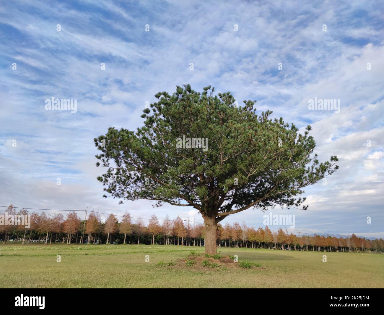 Les troncs de pin avec forêt sur un fond Banque D'Images