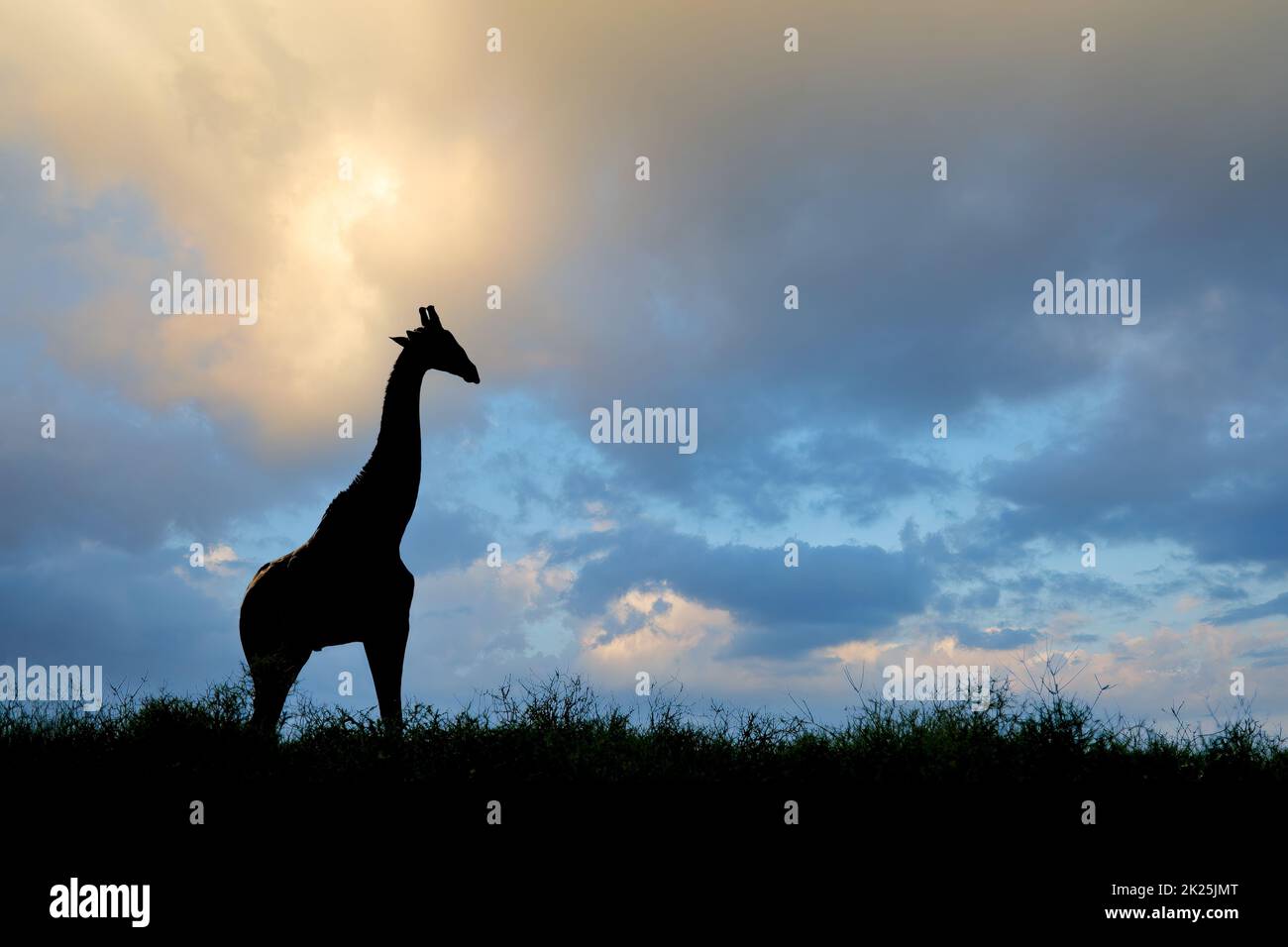 Girafe silhouettée dans un ciel nuageux Banque D'Images