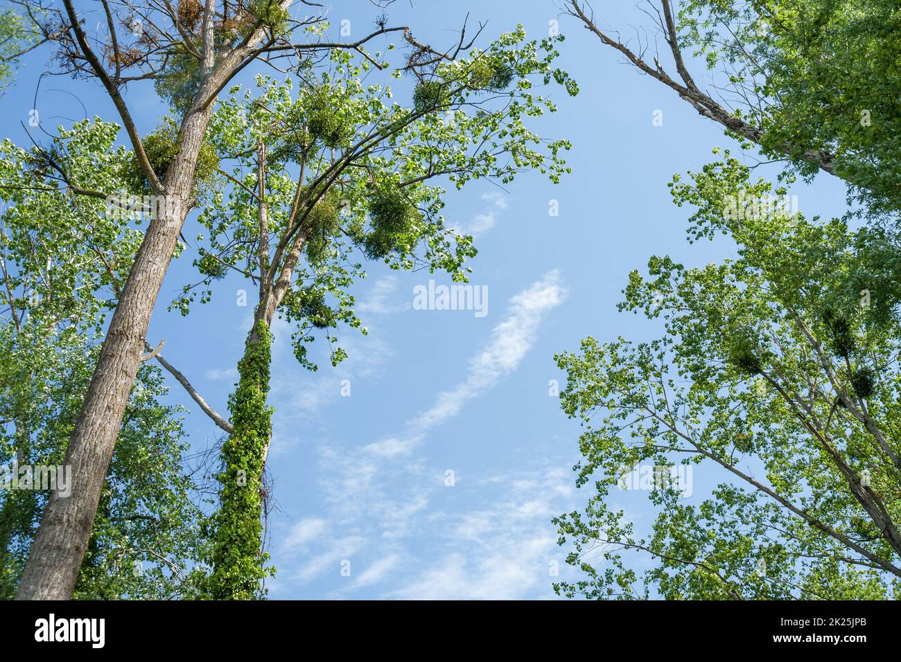 Un cliché à angle bas d'arbres à feuilles vertes sur un fond bleu de ciel Banque D'Images