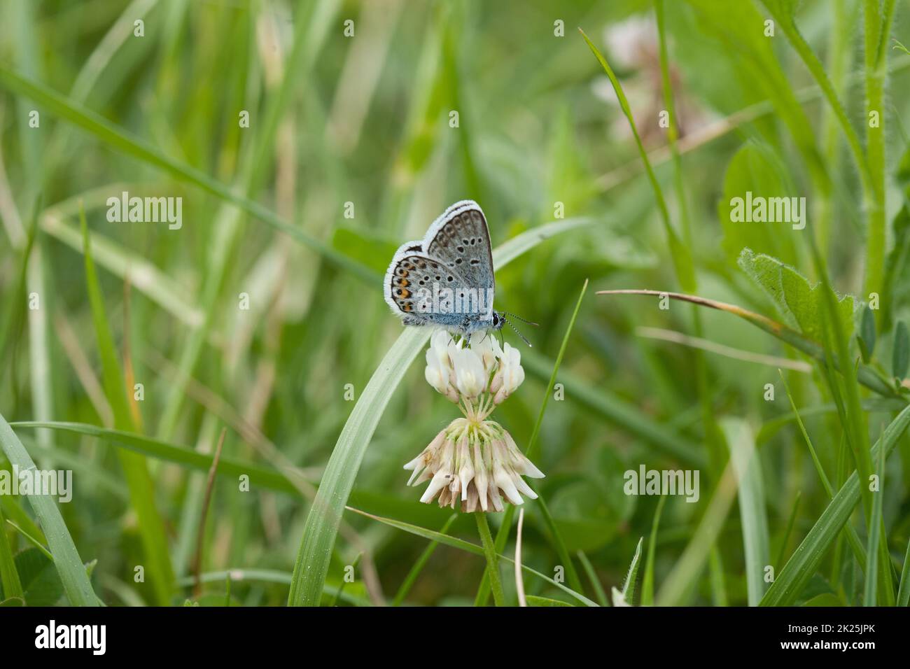 Gros plan d'un papillon assis sur une fleur blanche Banque D'Images
