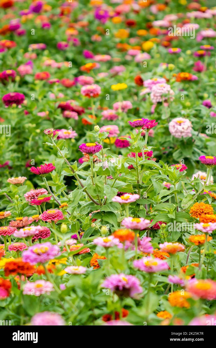 Belle ferme de jardin de fleurs de zinnia près à ramasser en été Banque D'Images