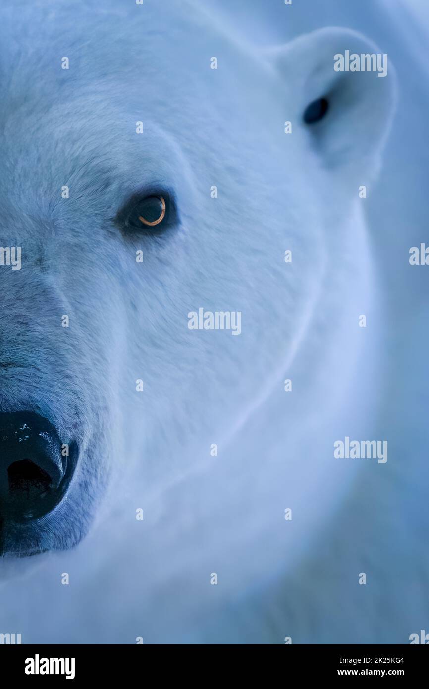 Gros plan de la moitié de la face de l'ours polaire Banque D'Images