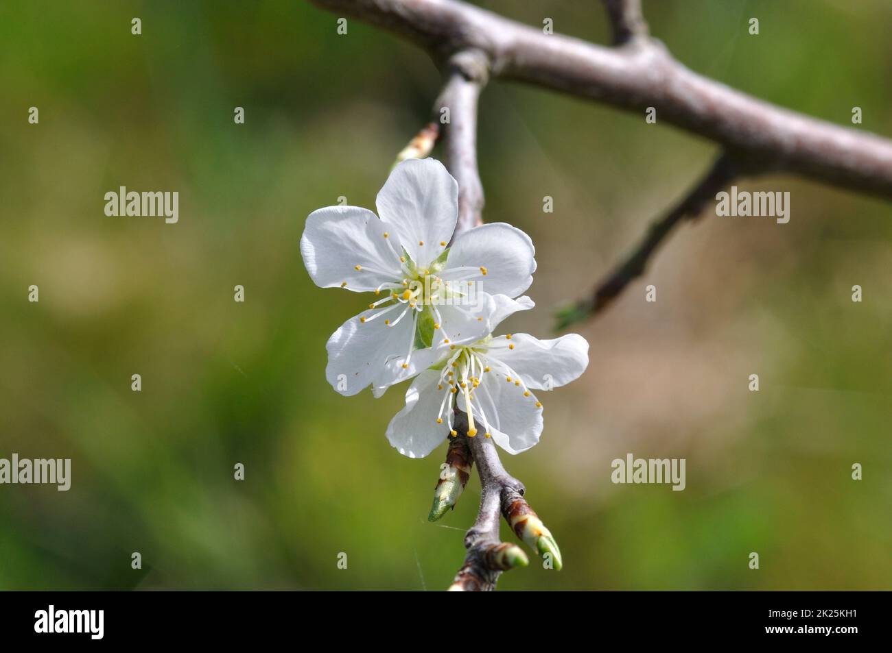 Cerisiers en fleurs dans un jardin Banque D'Images