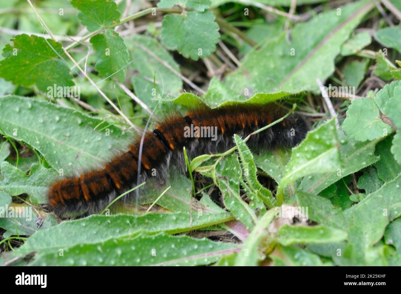 chenille de fox moth sur l'herbe Banque D'Images