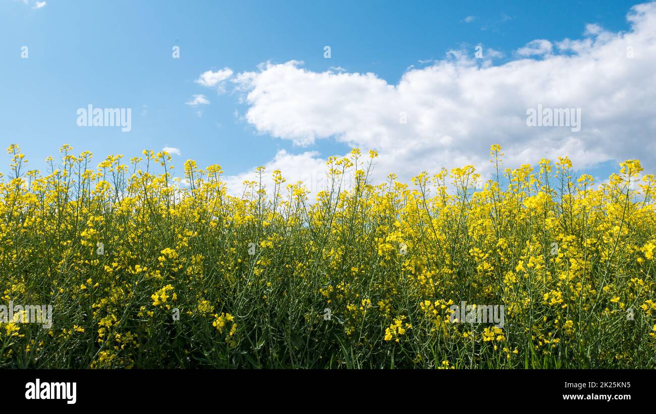 Vaste champ de fleurs jaunes et ciel nuageux Banque D'Images