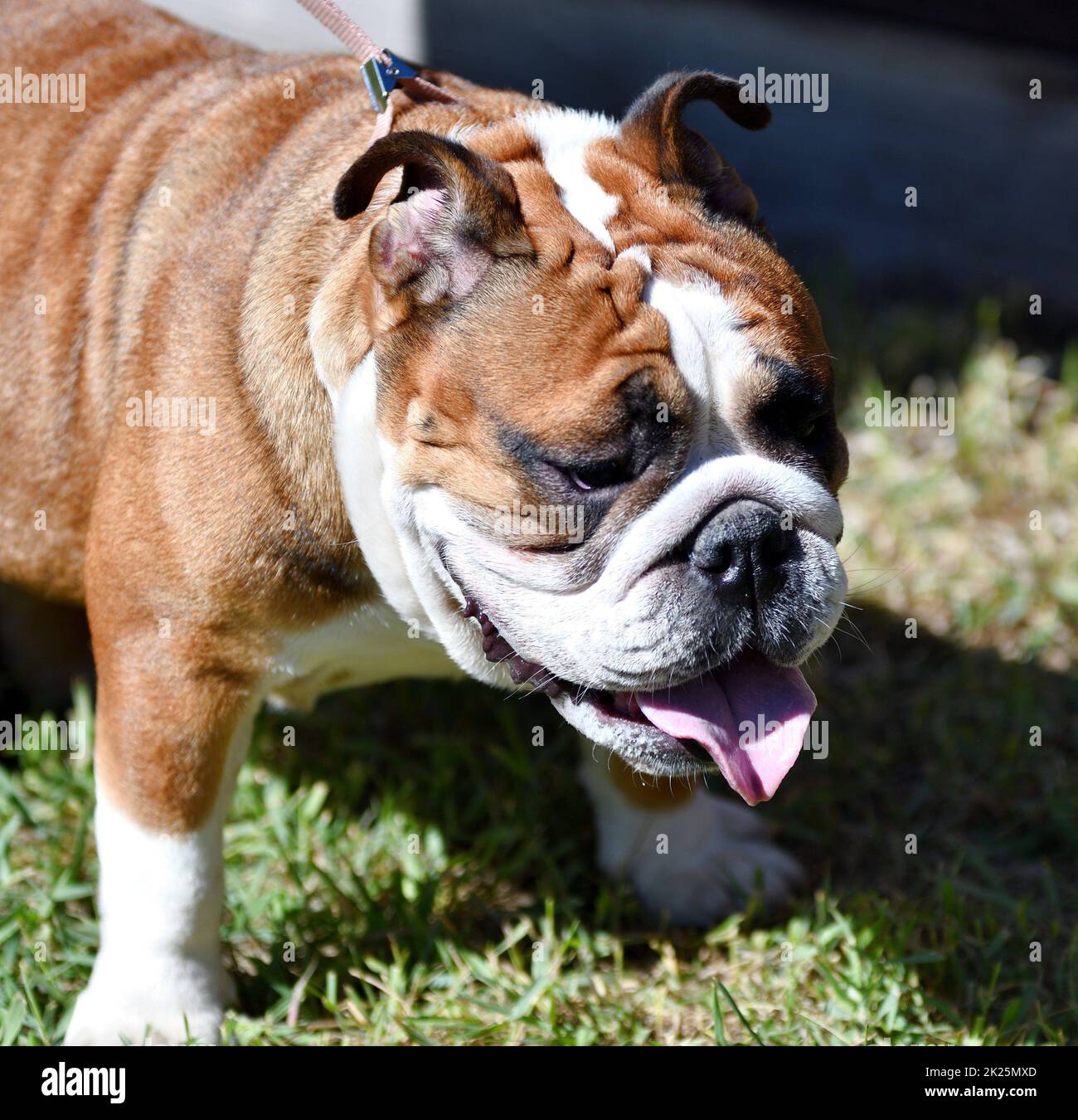 Chien race Bulldog américain Banque D'Images