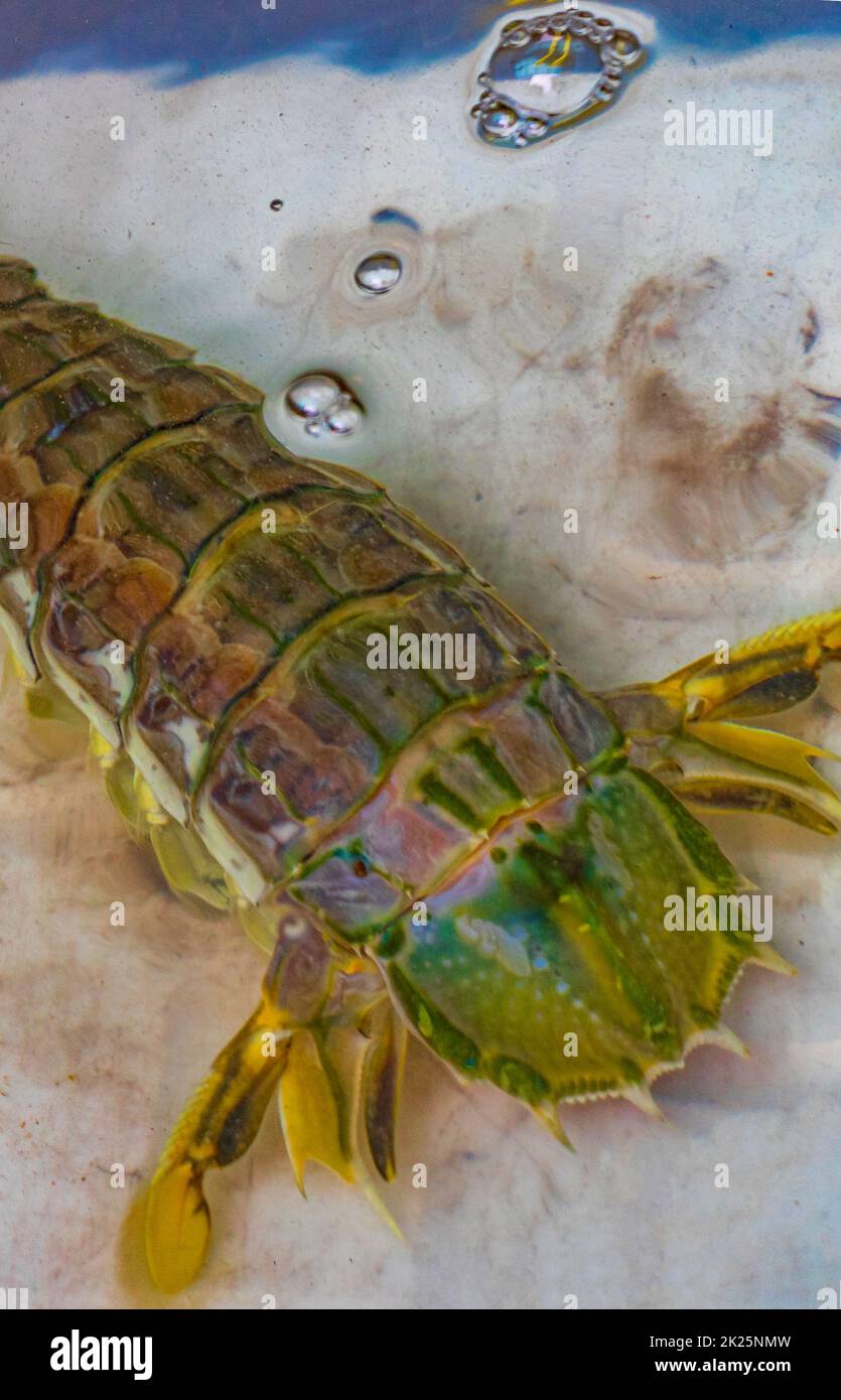 Fruits de mer crabes vivants crustacés marché thaïlandais Chine ville Bangkok. Banque D'Images